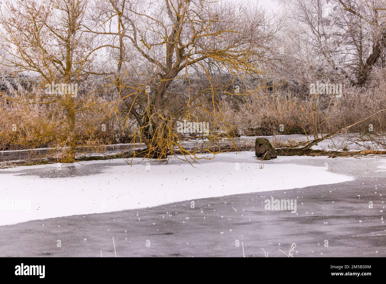 Un lago completamente ghiacciato con ghiaccio e neve in inverno in un paesaggio rurale con alberi sulla riva, Germania Foto Stock