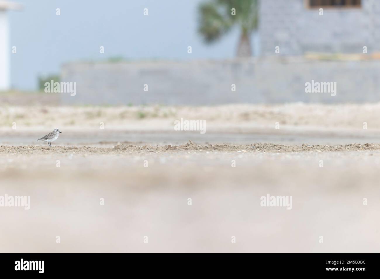 Un plovone dalle ventre nere (Scatarola di Pluvialis) che forgia durante la migrazione autunnale sulla spiaggia. Foto Stock