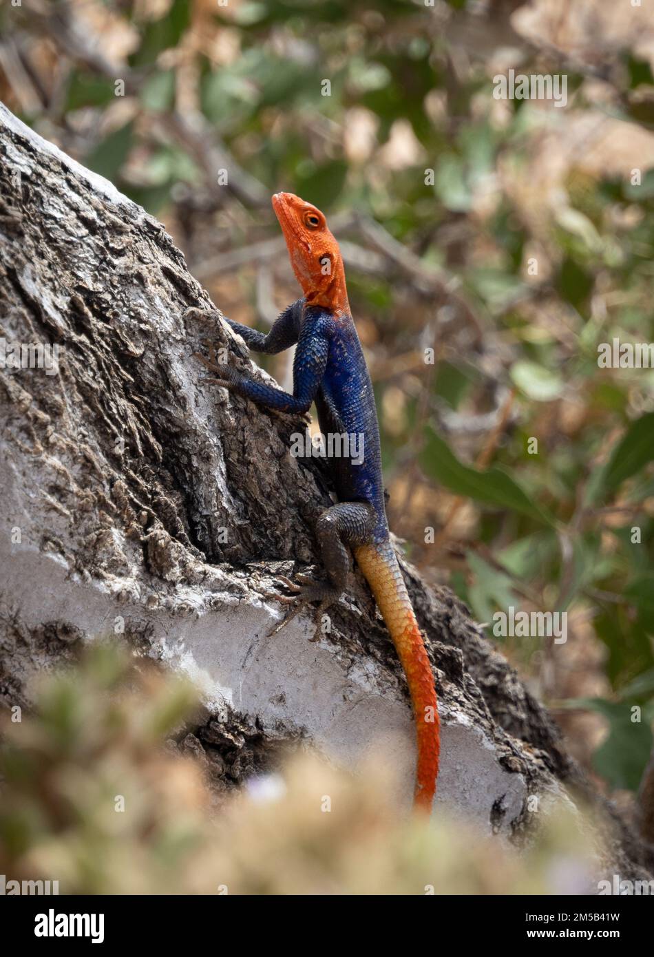 Maschio Namib Rock agama, una specie di lucertola di agamide che è nativo di granito affioramenti rocciosi nella Namibia nord-occidentale Foto Stock