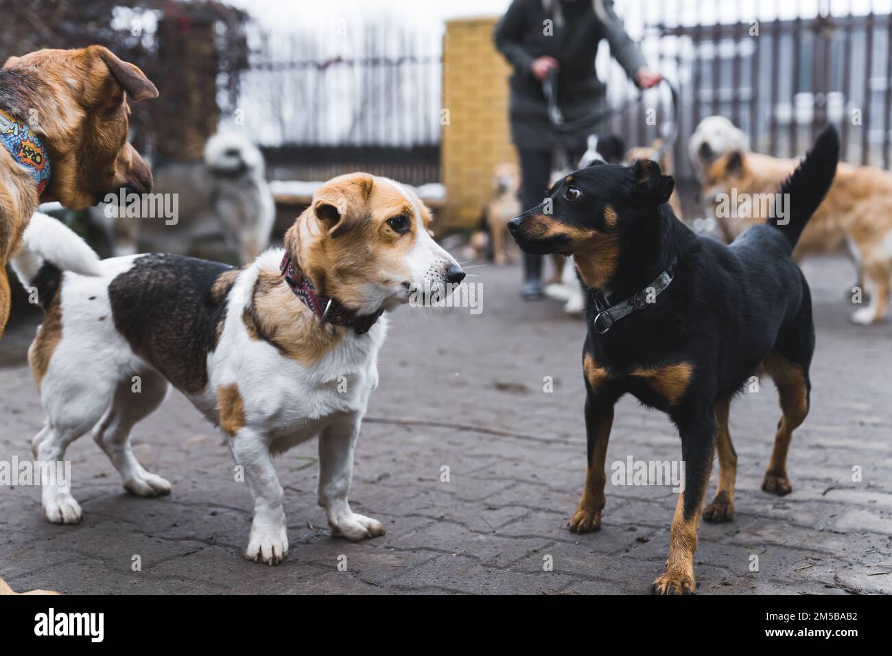 Concetto di rifugio per cani privati. Tiro all'aperto concentrato su due adorabili cani di razza mista in piedi l'uno accanto all'altro. . Foto di alta qualità Foto Stock