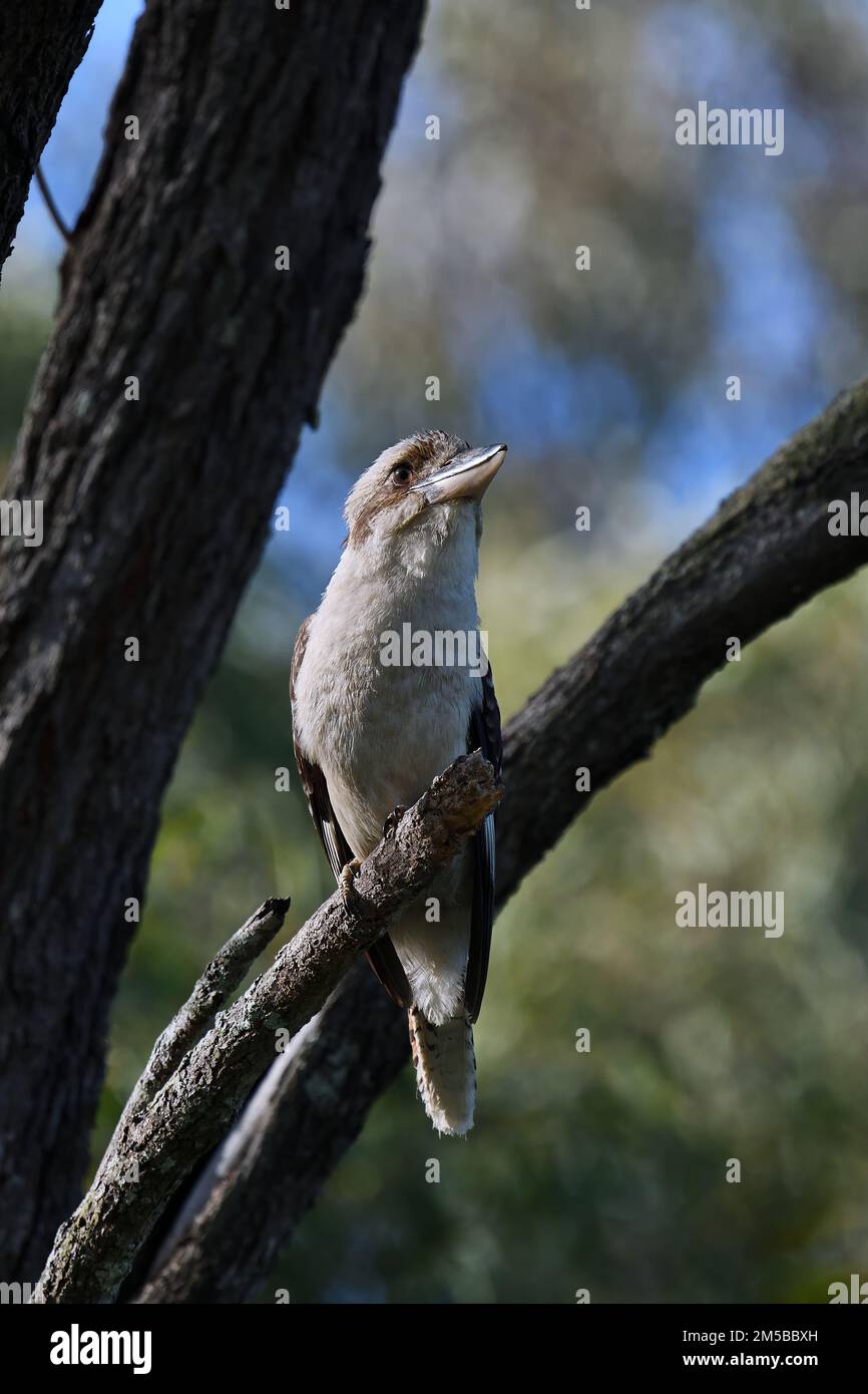 Un uccello australiano di Lookaburra - Dacelo novaeguineae - appollaiato su un ramo dell'albero alla ricerca di cibo nella colorata luce del mattino Foto Stock