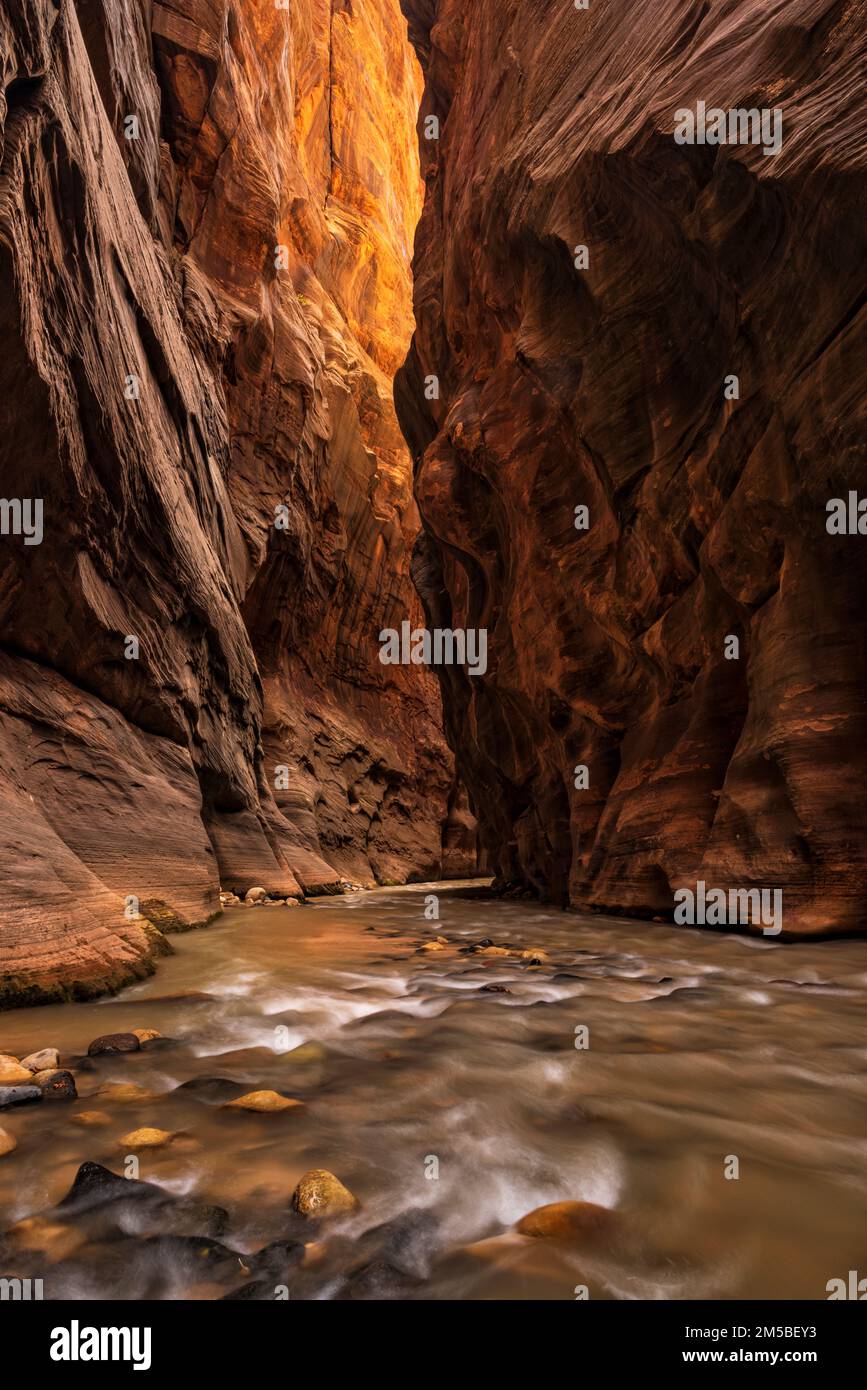 Una calda luce rimbalzante emana dalle scogliere intorno a un'ansa nelle scogliere Virgin Narrowscliffs nel Parco Nazionale di Zion, Utah. Foto Stock