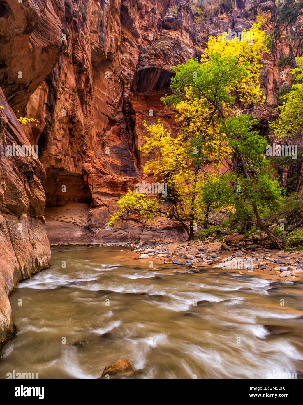 Alberi con foglie gialle e verdi attraversano il fiume Virgin sotto le scogliere verticali di roccia rossa dei Virgin Narrows nel Parco Nazionale di Zion, Utah. Foto Stock