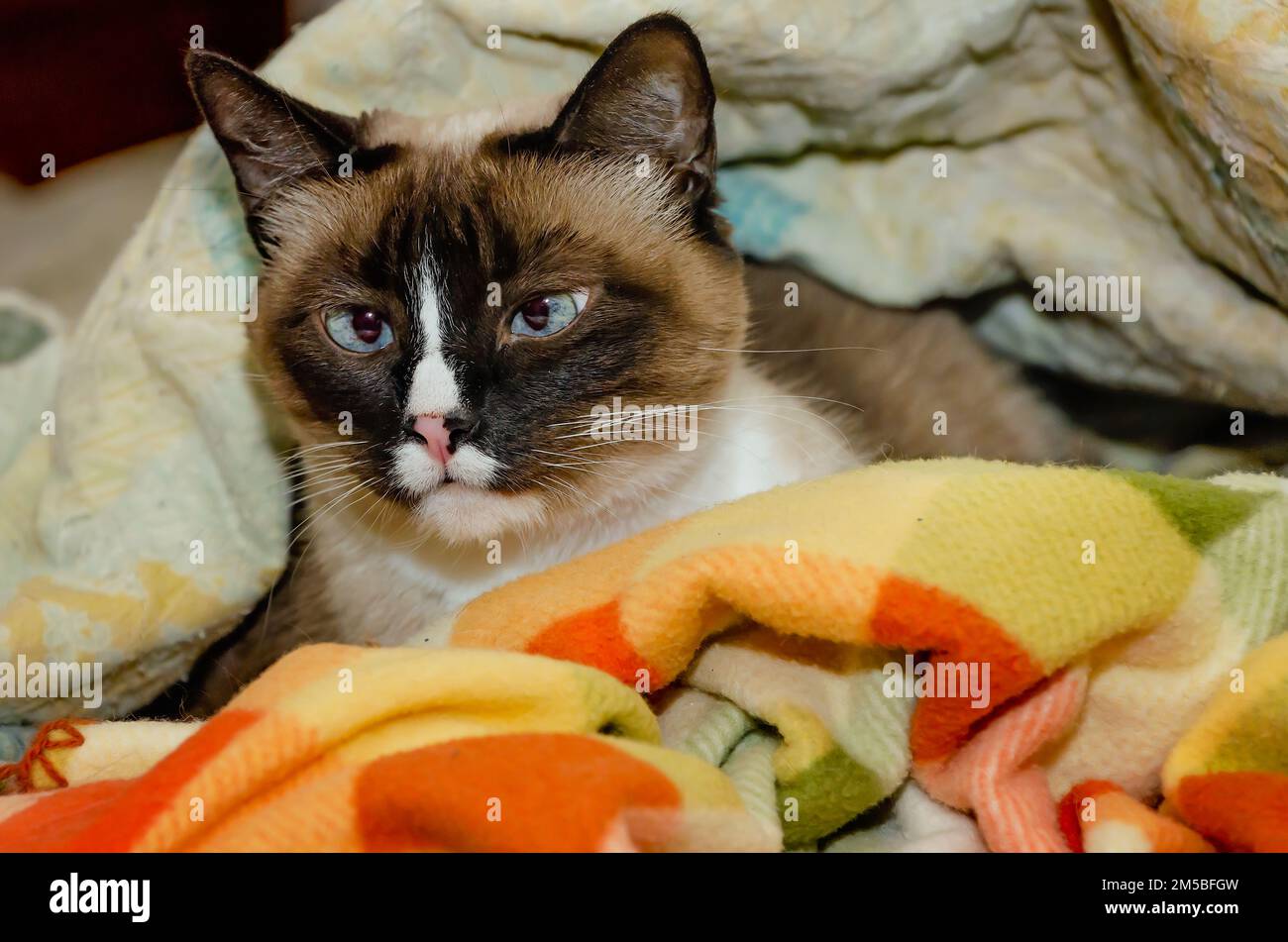 Twinkie, un gatto siamese di nove anni, è adagiato in un nido di coperte, il 27 dicembre 2022, a Coden, Alabama. Foto Stock