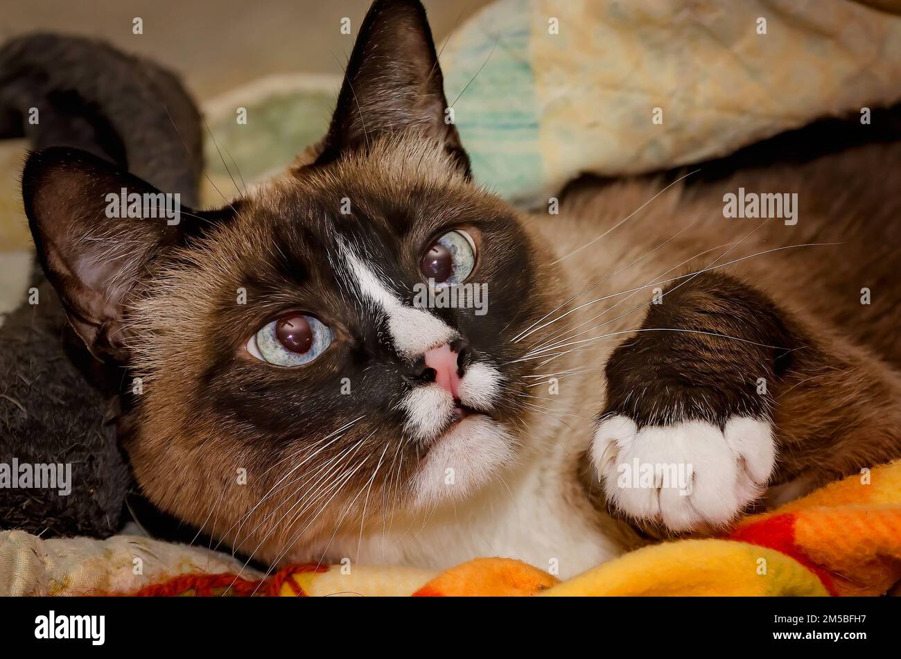 Twinkie, un gatto siamese di nove anni, è adagiato in un nido di coperte, il 27 dicembre 2022, a Coden, Alabama. Foto Stock