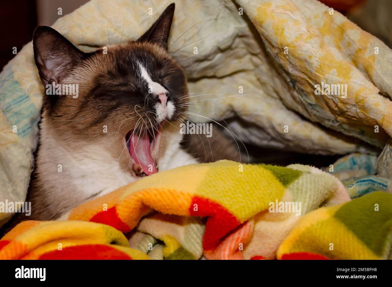 Twinkie, un gatto siamese di nove anni, si sbadiglia in un nido di coperte, il 27 dicembre 2022, a Coden, Alabama. Foto Stock