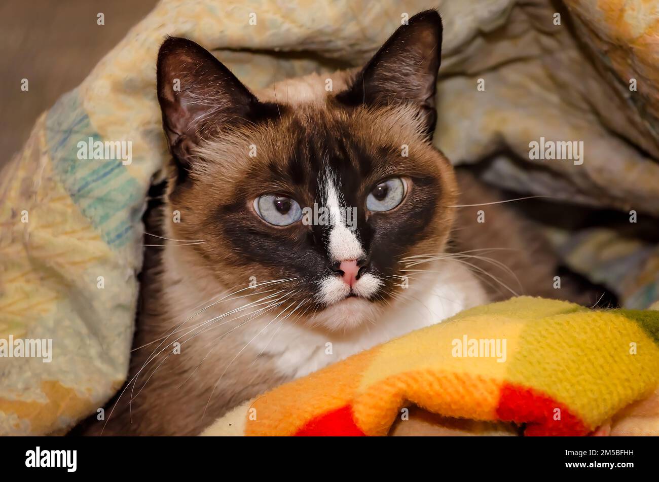 Twinkie, un gatto siamese di nove anni, è adagiato in un nido di coperte, il 27 dicembre 2022, a Coden, Alabama. Foto Stock