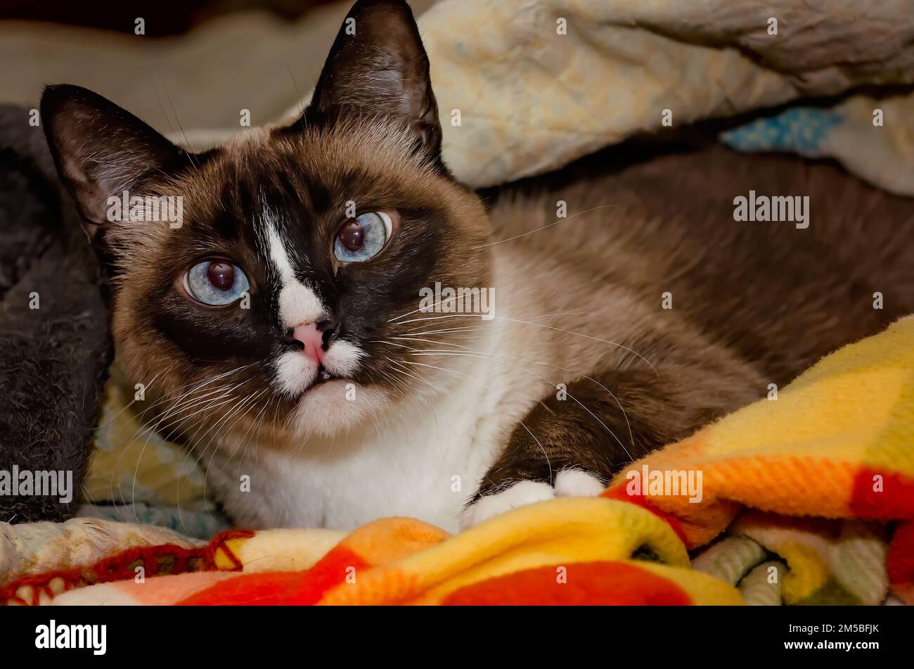Twinkie, un gatto siamese di nove anni, è adagiato in un nido di coperte, il 27 dicembre 2022, a Coden, Alabama. Foto Stock