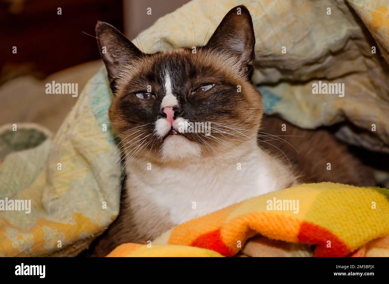 Twinkie, un gatto siamese di nove anni, è adagiato in un nido di coperte, il 27 dicembre 2022, a Coden, Alabama. Foto Stock