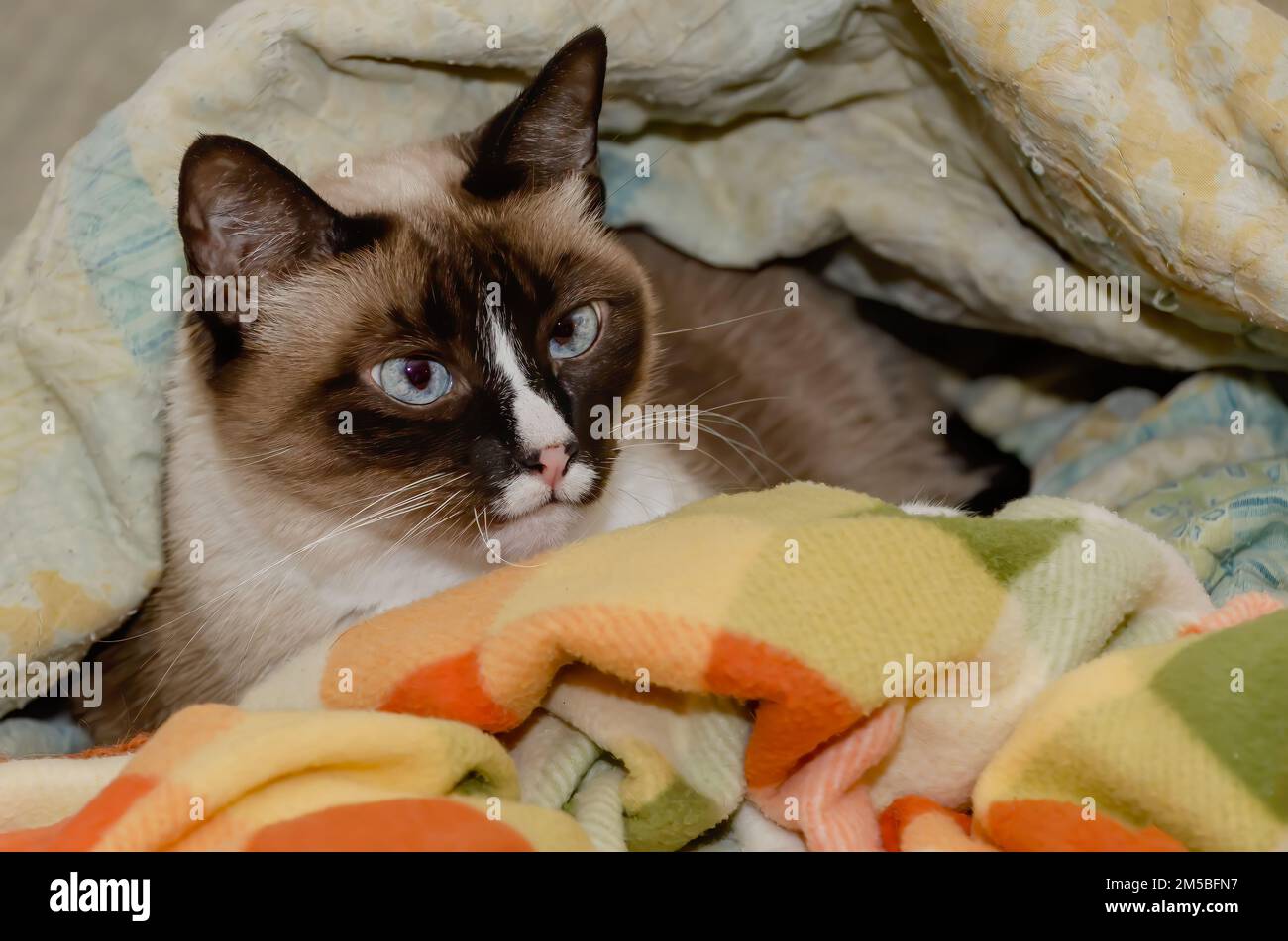 Twinkie, un gatto siamese di nove anni, è adagiato in un nido di coperte, il 27 dicembre 2022, a Coden, Alabama. Foto Stock