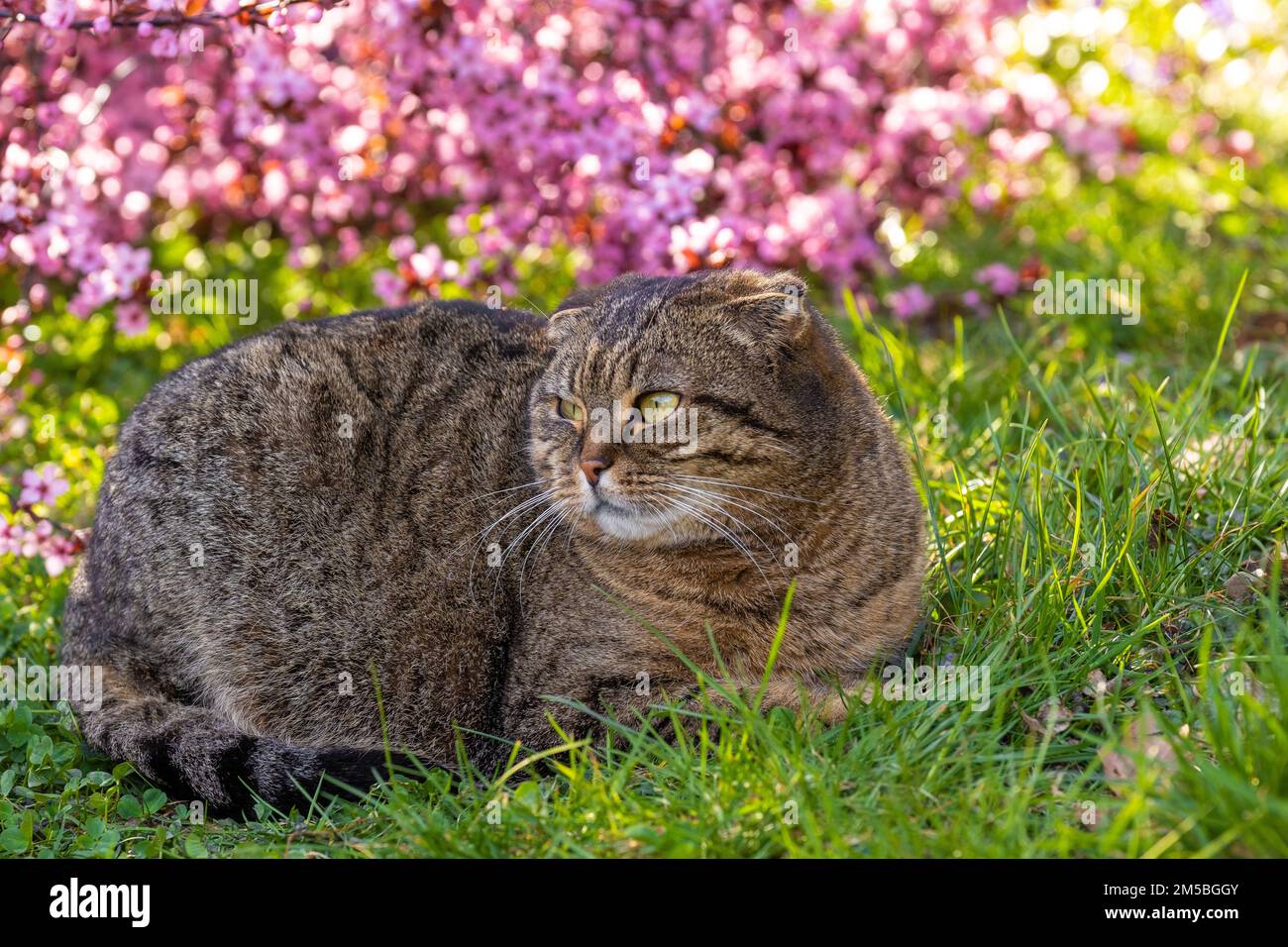 Gatti e albero fiorito rosa in una primavera Garden.Cats fioritura in primavera. PET. Scozzese piega grigio gatto Foto Stock