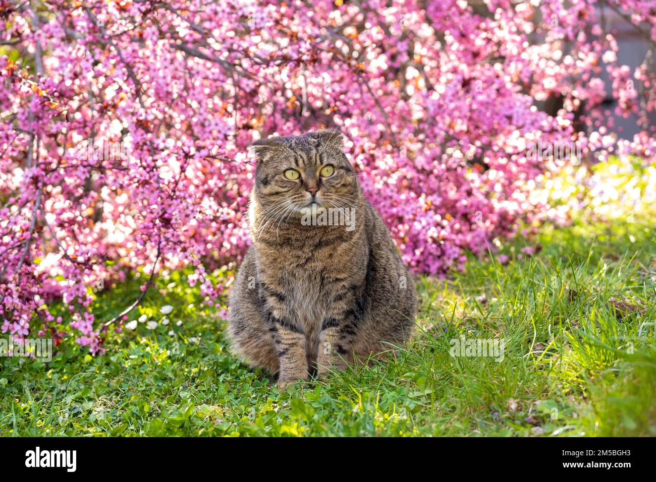 Gatti e primavera. gatto e albero fiorito rosa in un giardino fiorito primaverile. PET. Gatto grigio piega scozzese in rami fioriti. Foto Stock