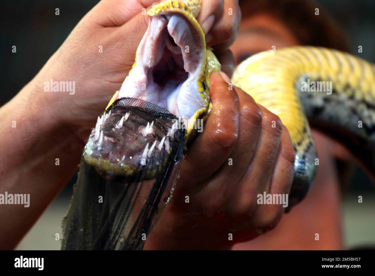 Cobra Show in Thailandia, visita Asia. Foto Stock