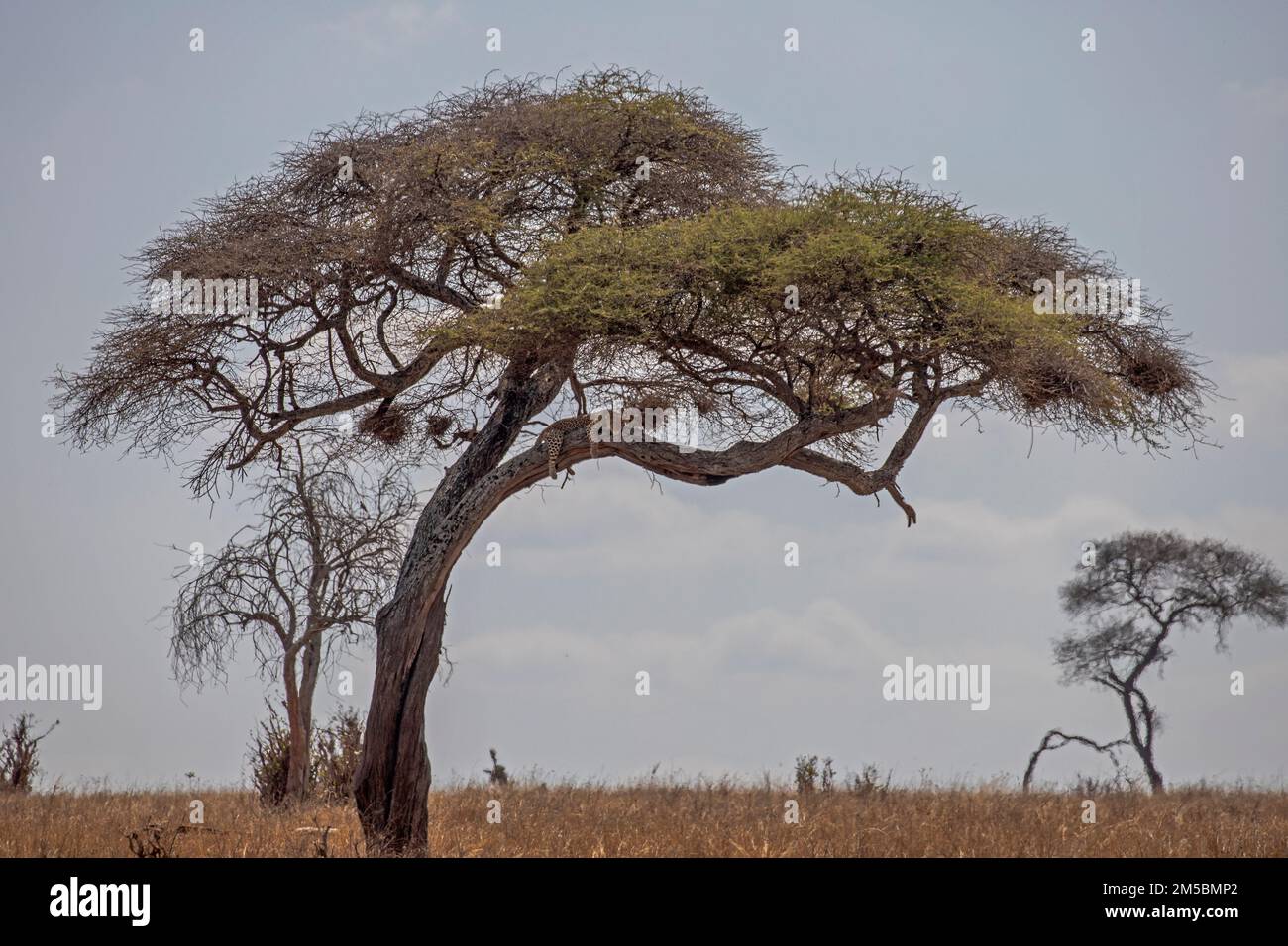 Leopardo africano che riposa nell'albero di Acacia Foto Stock