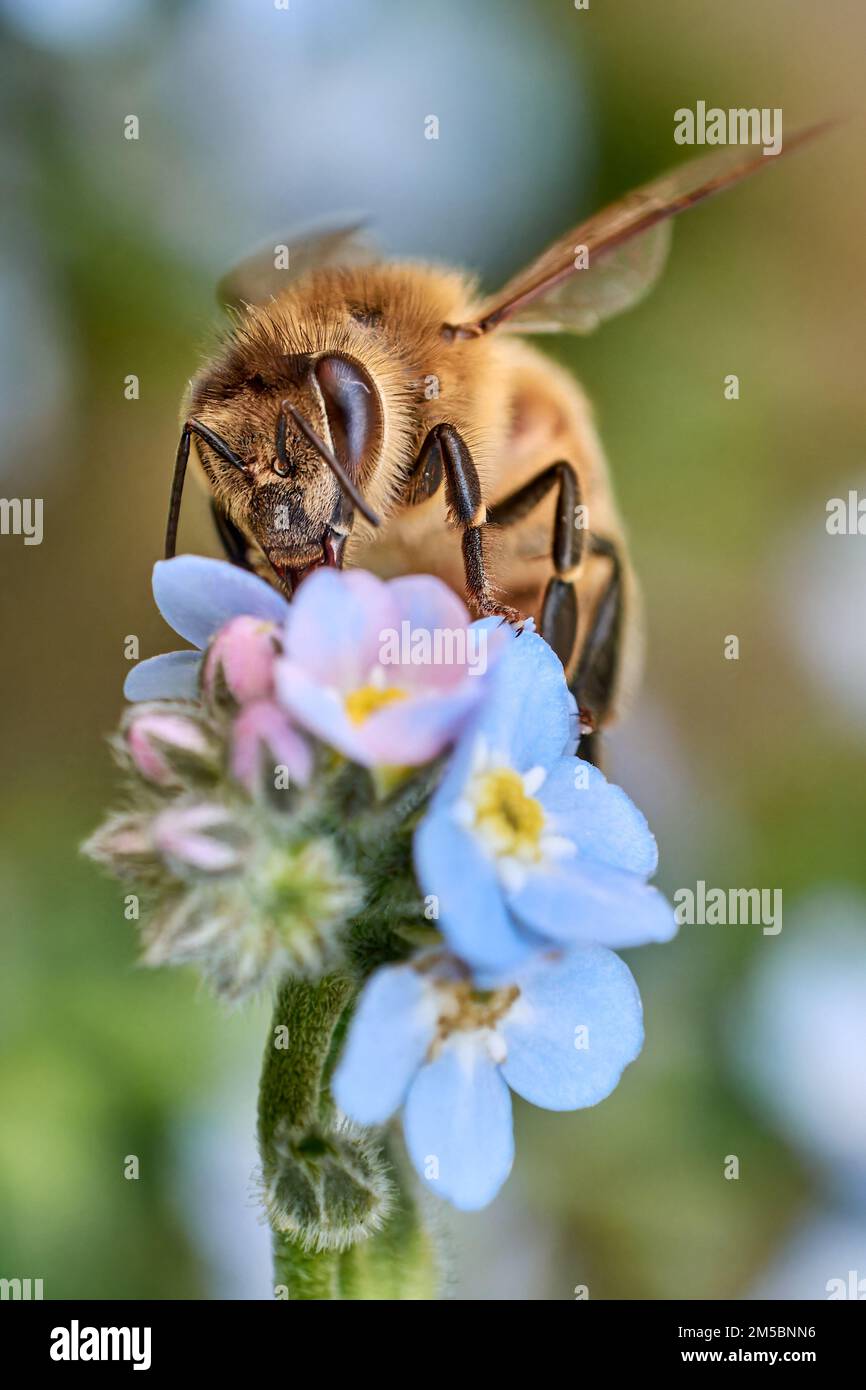 Macrofo di ape miele raccolta nettare da blu Forget-Me-Not 'Myosotis' fiori su sfondo sfocato. Foto Stock