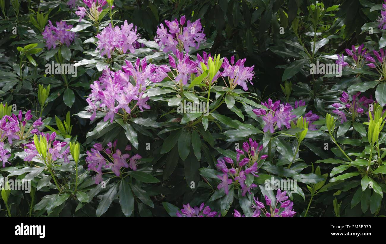 rhododendron cespuglio in fiore alle sorgenti sul mt wellington Foto Stock