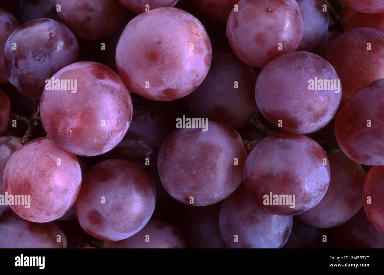 UVE ROSSE APPENA RACCOLTE Foto Stock
