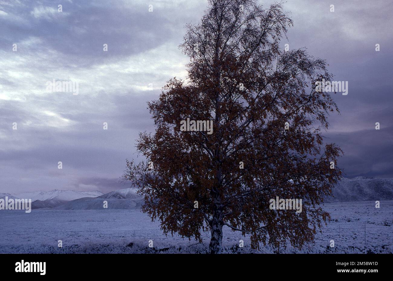 CADUTA NOTTURNA SU CAMPI INNEVATI, BETULLA ARGENTATA E NEVE RICOPERTA MONTE COOK NAT. PARK MOUNTAINS, LAKE TEKAPO, SOUTH ISLAND, NUOVA ZELANDA. Foto Stock