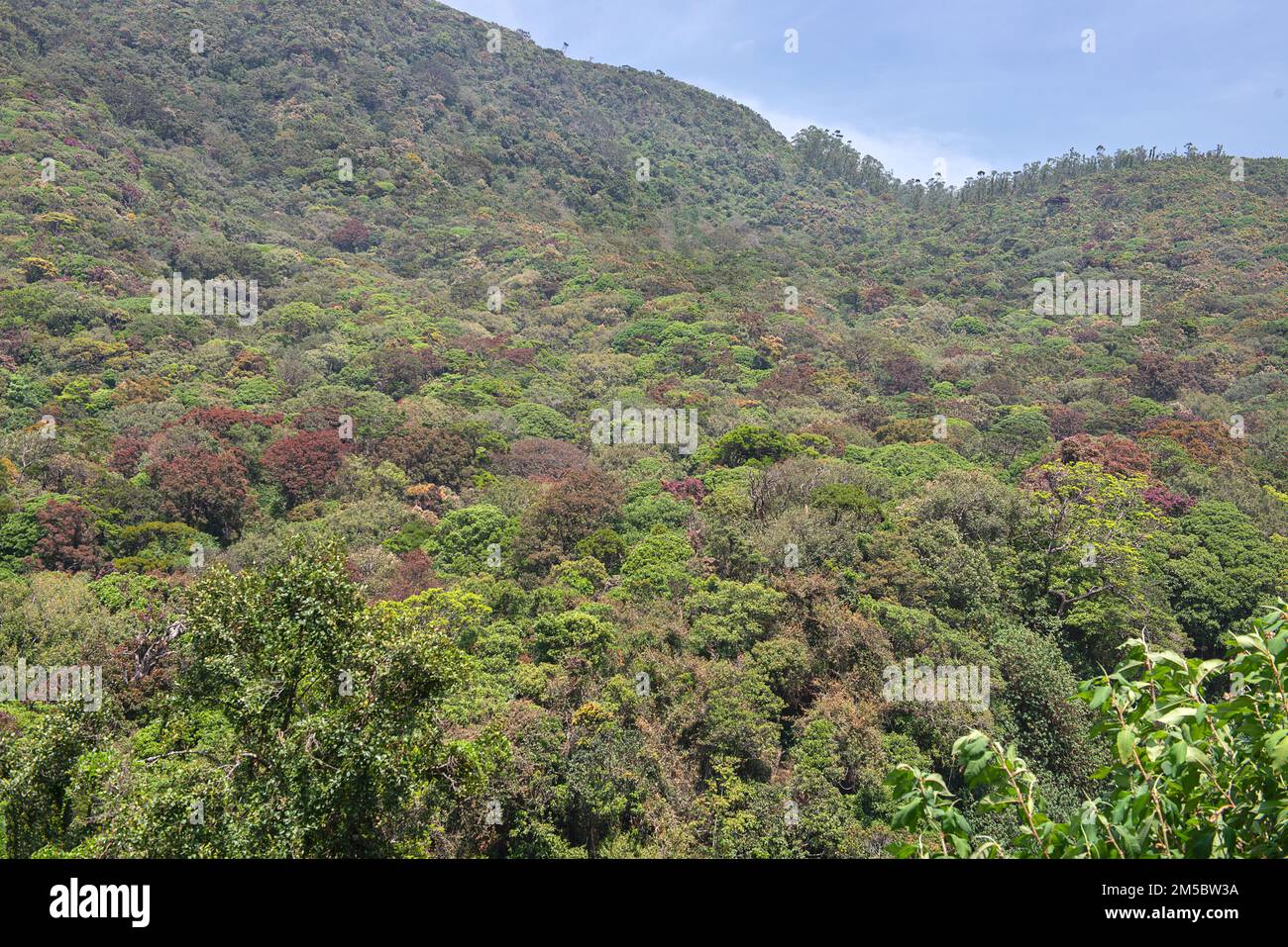 Foreste decidue in Sri Lanka, Un po 'di 'estate indiana 'sensazione Foto Stock