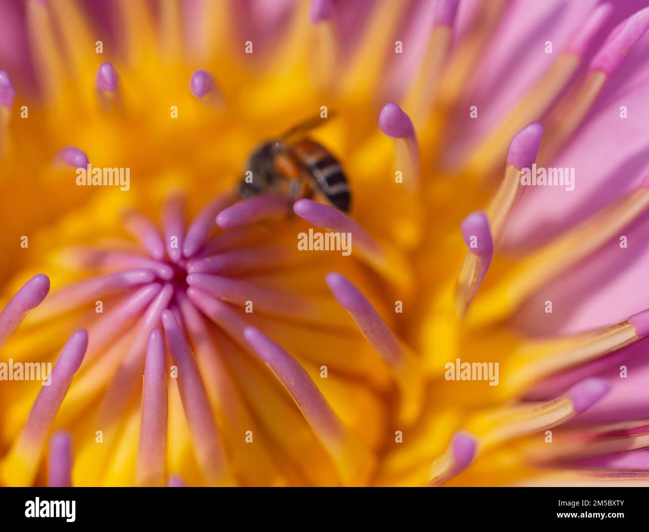 Ape con polline di loto giallo Foto Stock