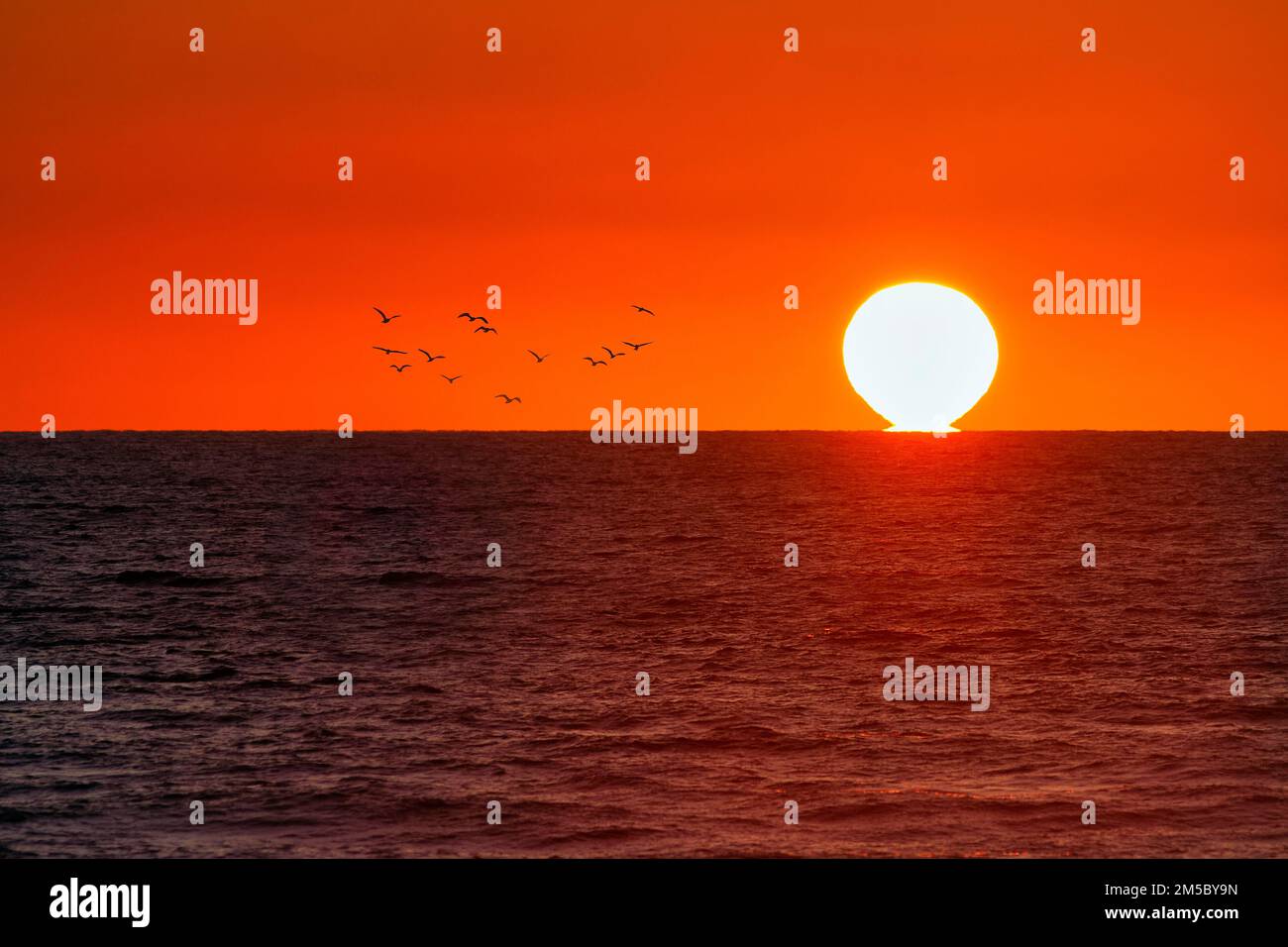 Tramonto arancione sulla Costa d'Argento, gregge di uccelli, Cote dArgent, Oceano Atlantico, Soustons, Landes, Nouvelle-Aquitaine, Francia Foto Stock