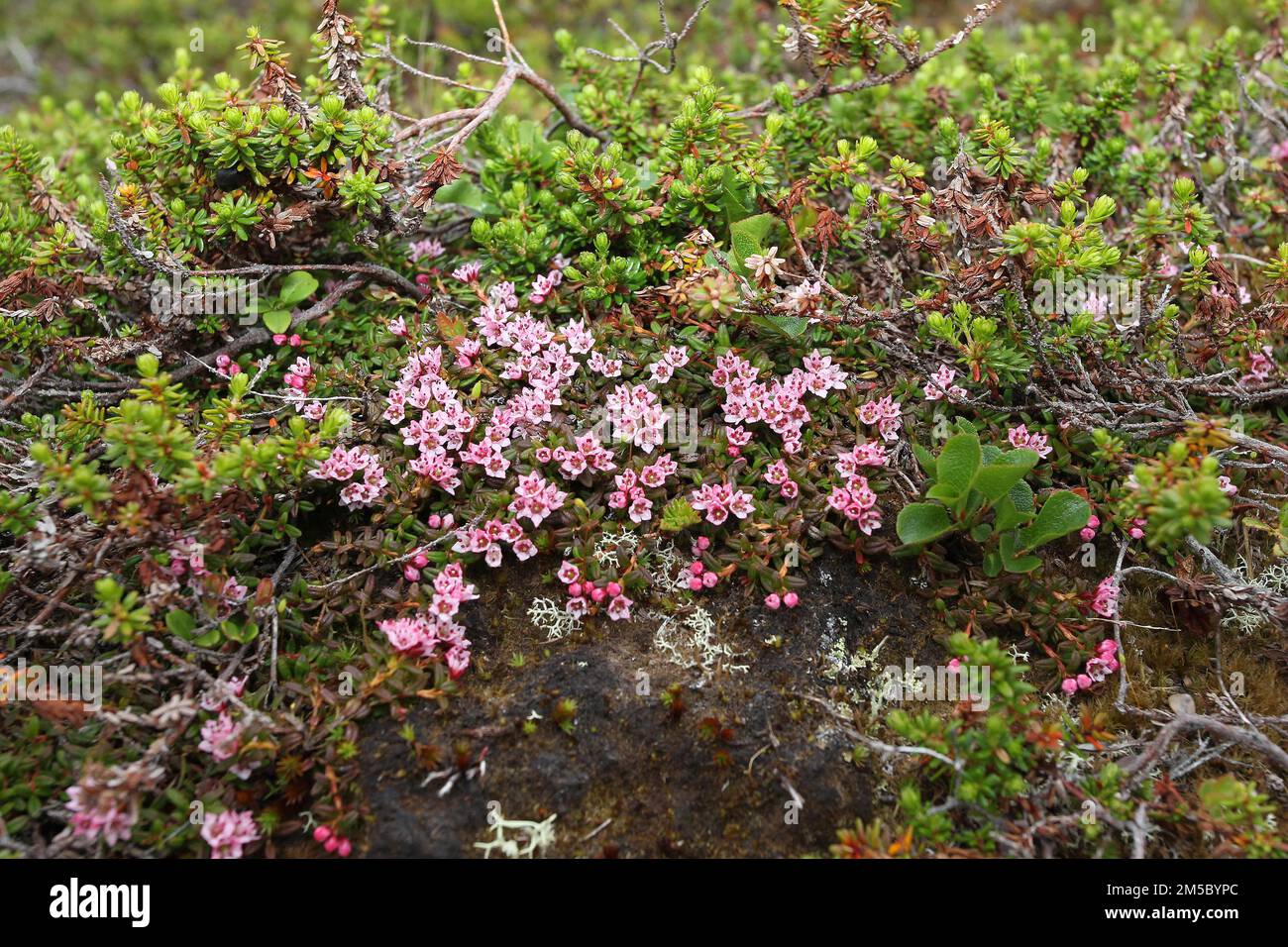 Azalea alpina (Loiseleuria procumbens) piante da fiore nella tundra, Lapponia, Norvegia settentrionale, Scandinavia Foto Stock