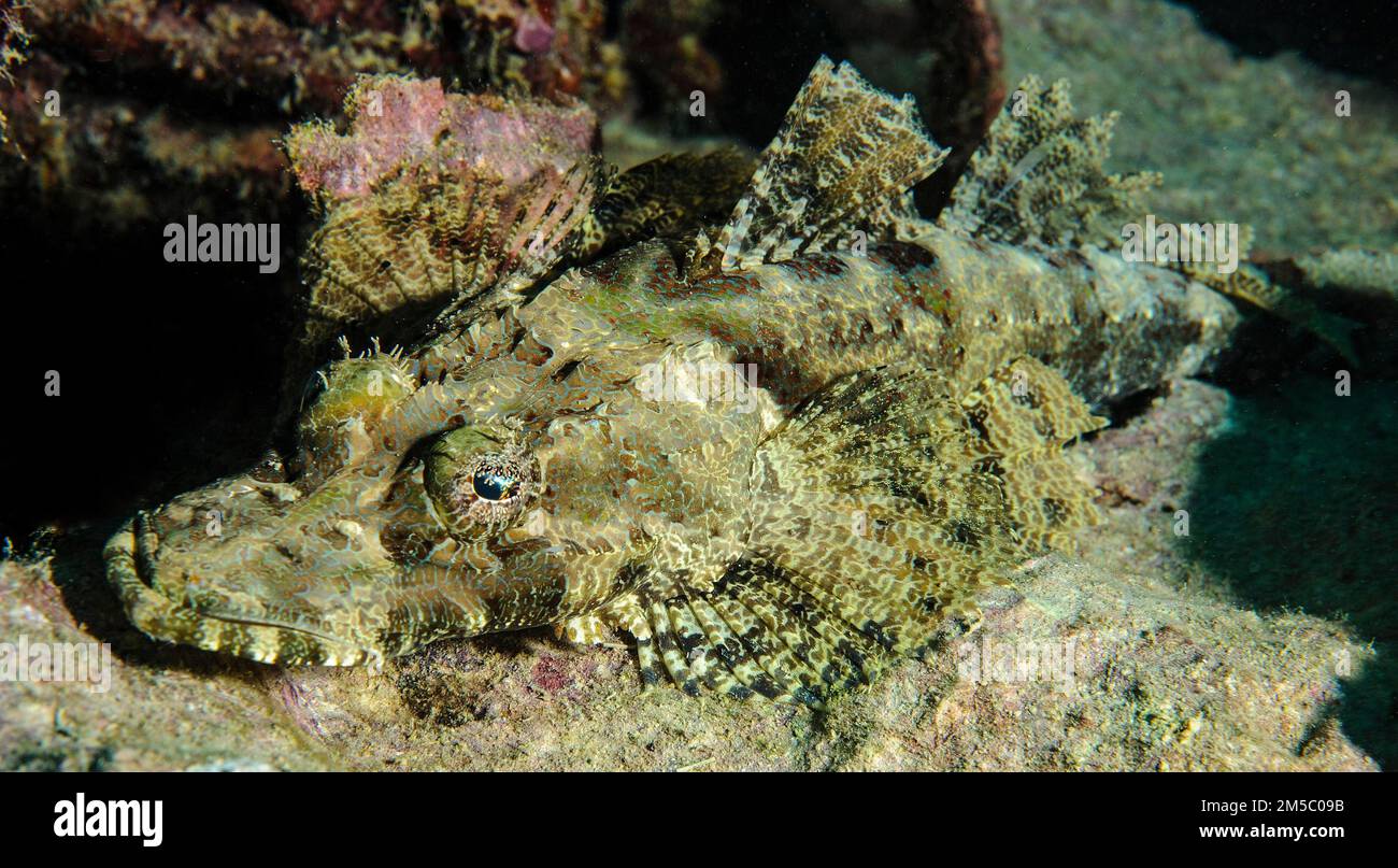 Tentacled Flathead (Papilloculiceps longiceps), Oceano Pacifico, Isole Caroline, Isola di Yap, Micronesia Foto Stock