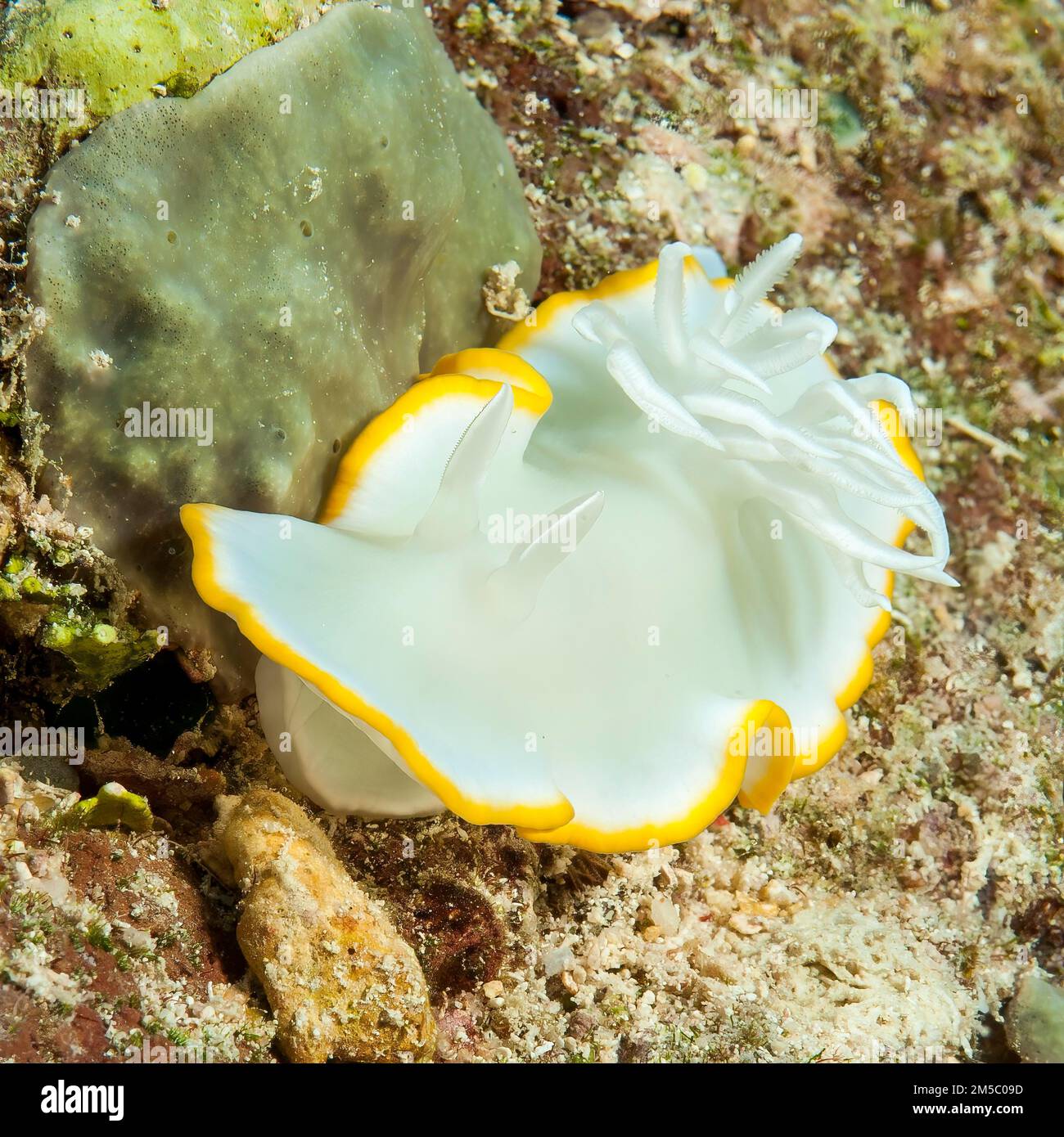Ardeadoris Slug (Ardeadoris egretta), Oceano Pacifico, Isole Caroline, Isola di Yap, Micronesia Foto Stock