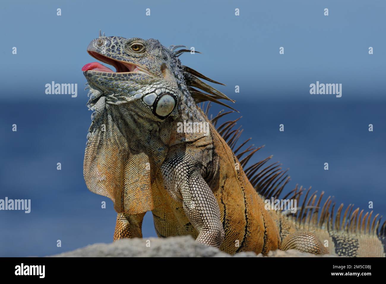 Green Iguana (Iguana iguana) distretto di Corozal, Belize Foto Stock