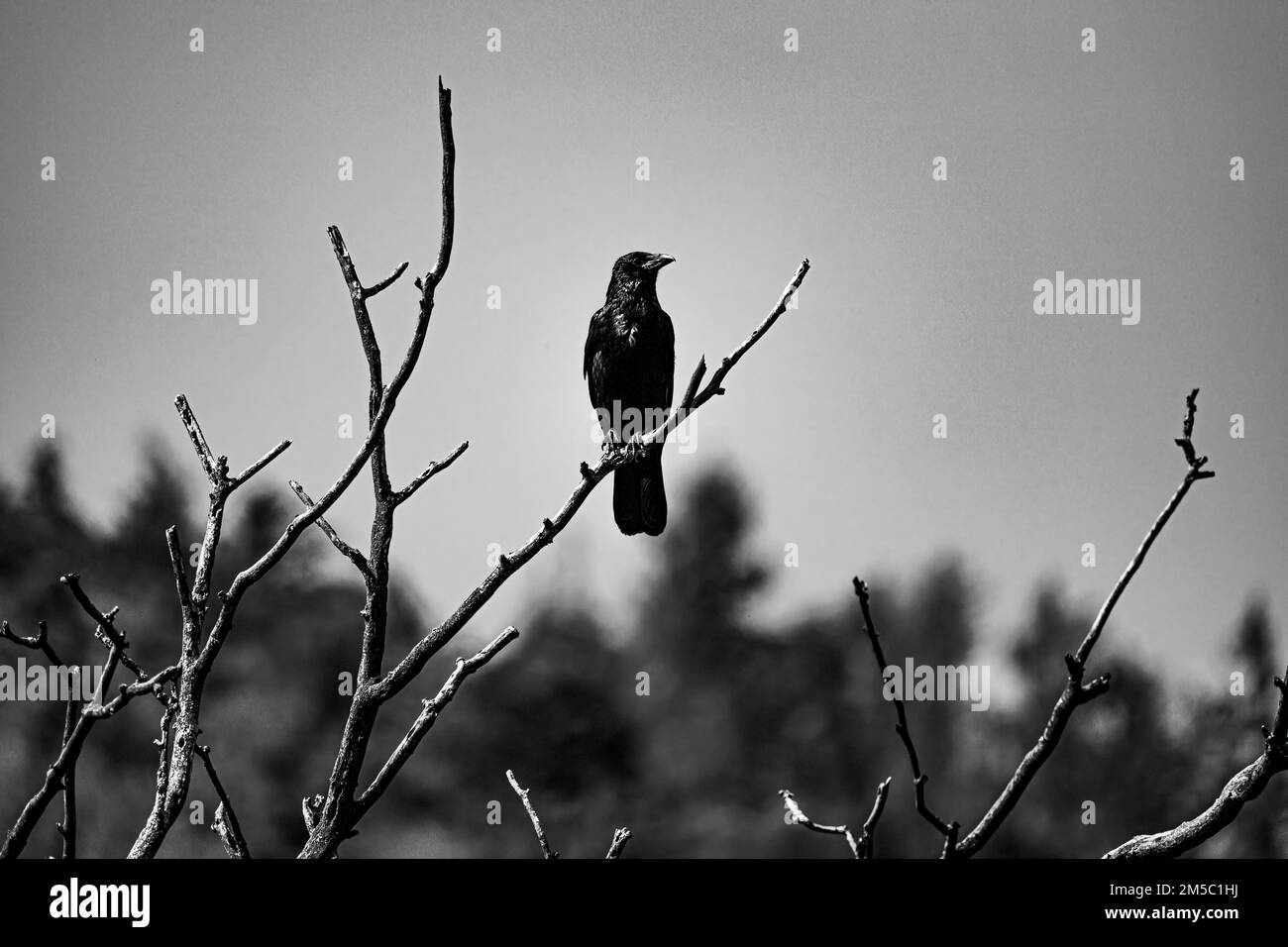 Raven (Corvus) seduto su un albero, Neunkirchen, bassa Austria, Austria Foto Stock