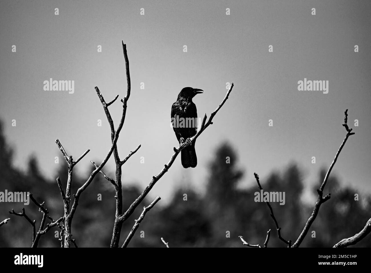 Raven (Corvus) seduto su un albero, Neunkirchen, bassa Austria, Austria Foto Stock