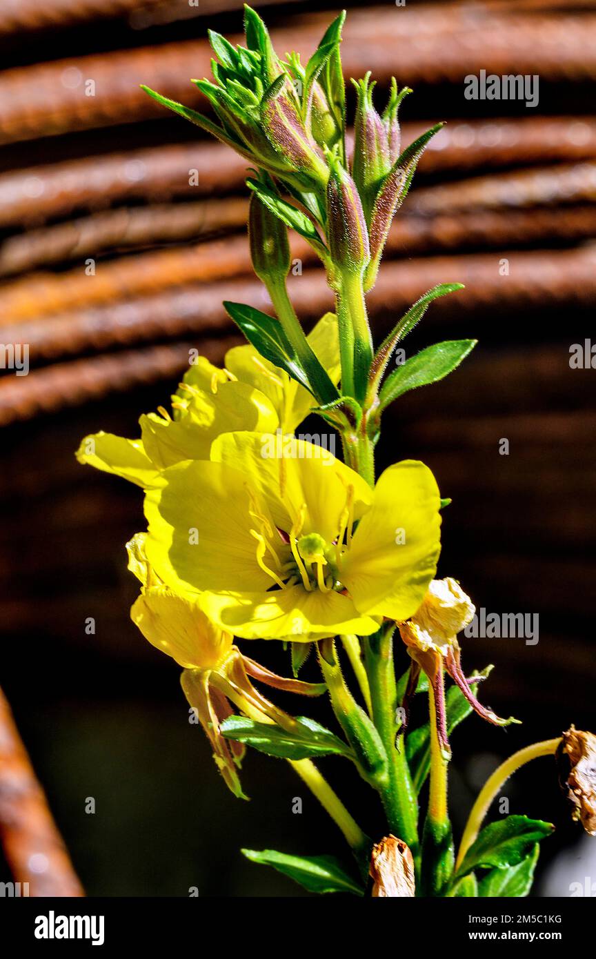 Acciaio arrugginito con fiore giallo, Kempten, Allgaeu, Baviera, Germania Foto Stock