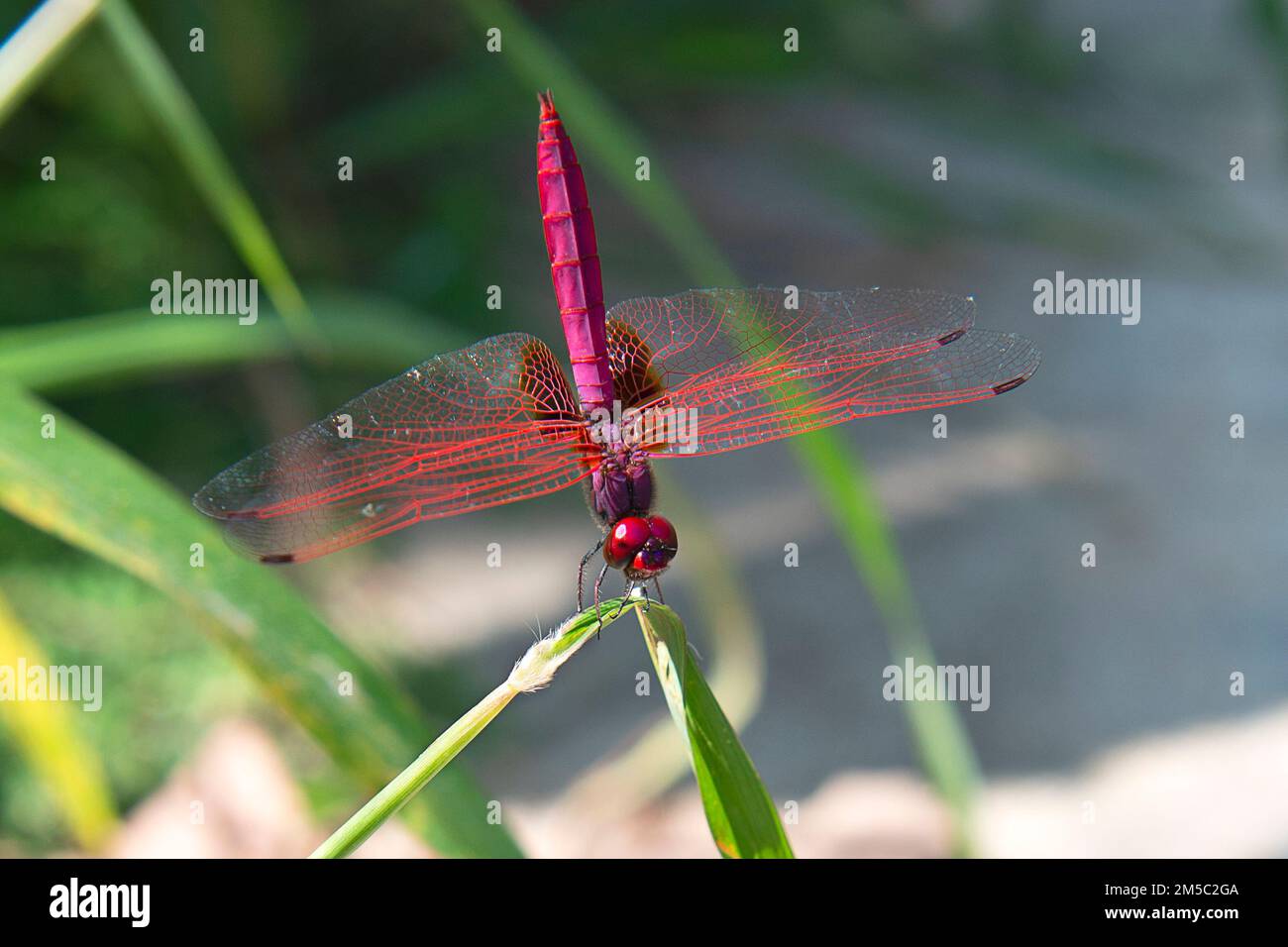 Un groundling rosso maschile ( Brachythemis lacustris ) è una comunità vivace e vivace abitante di torrenti e laghi , Pai, Mae Hong Soon, Thailandia del Nord Foto Stock