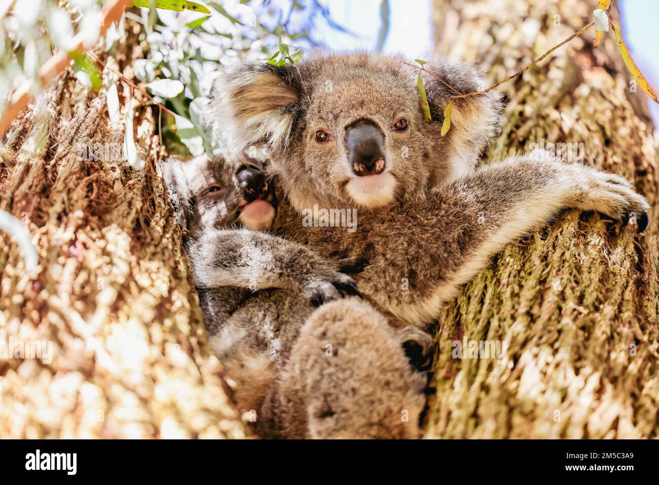 Madre e bambino koala seduti insieme nell'albero australiano dell'eucalipto Foto Stock