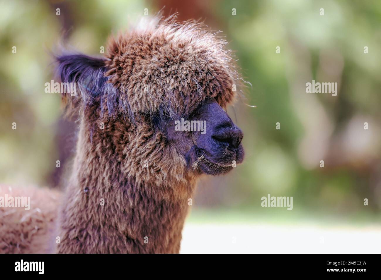 Primo piano immagine ritratto di alpaca marrone mangiare erba Foto Stock