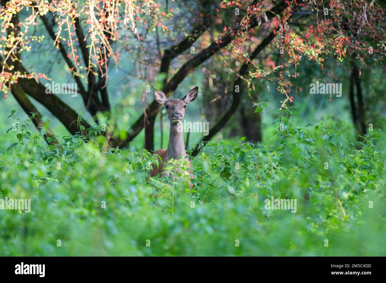 Cervo rosso, ritratto, rinva nella foresta Foto Stock
