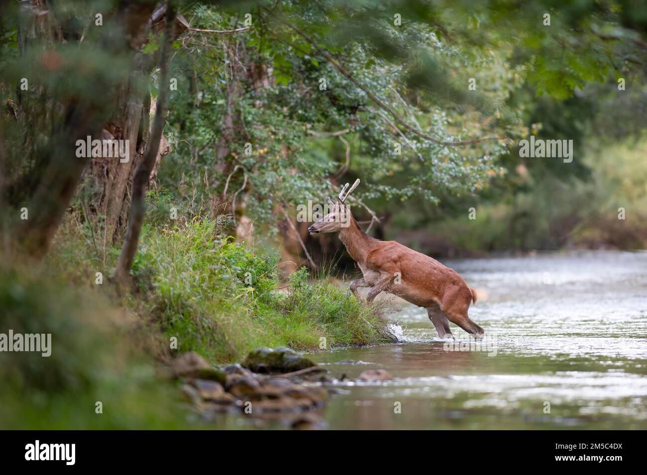 Cervi rossi (Cervus elaphus), giovani cervi rossi, passeggiate tra le montagne del fiume e la riva Foto Stock