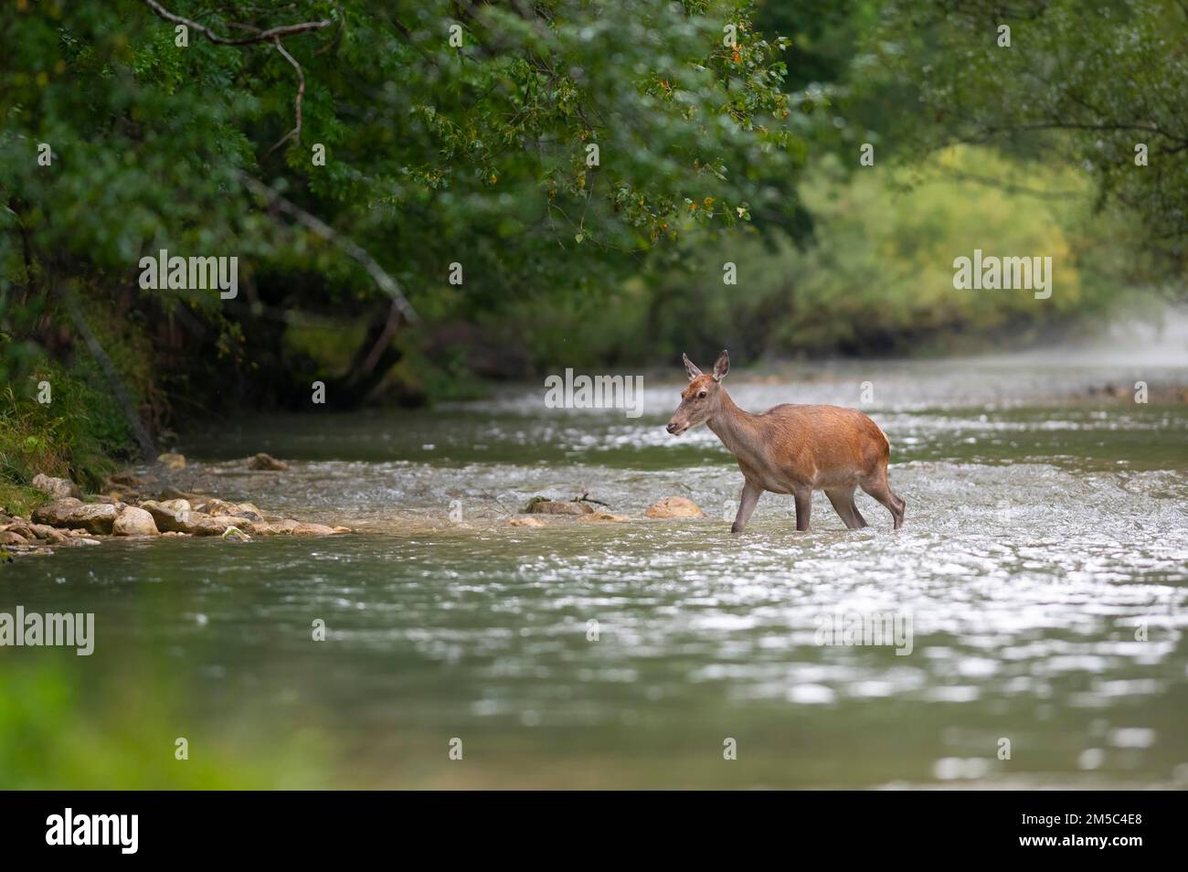 Cervi rossi (Cervus elaphus), scorrete attraverso il fiume di montagna Foto Stock