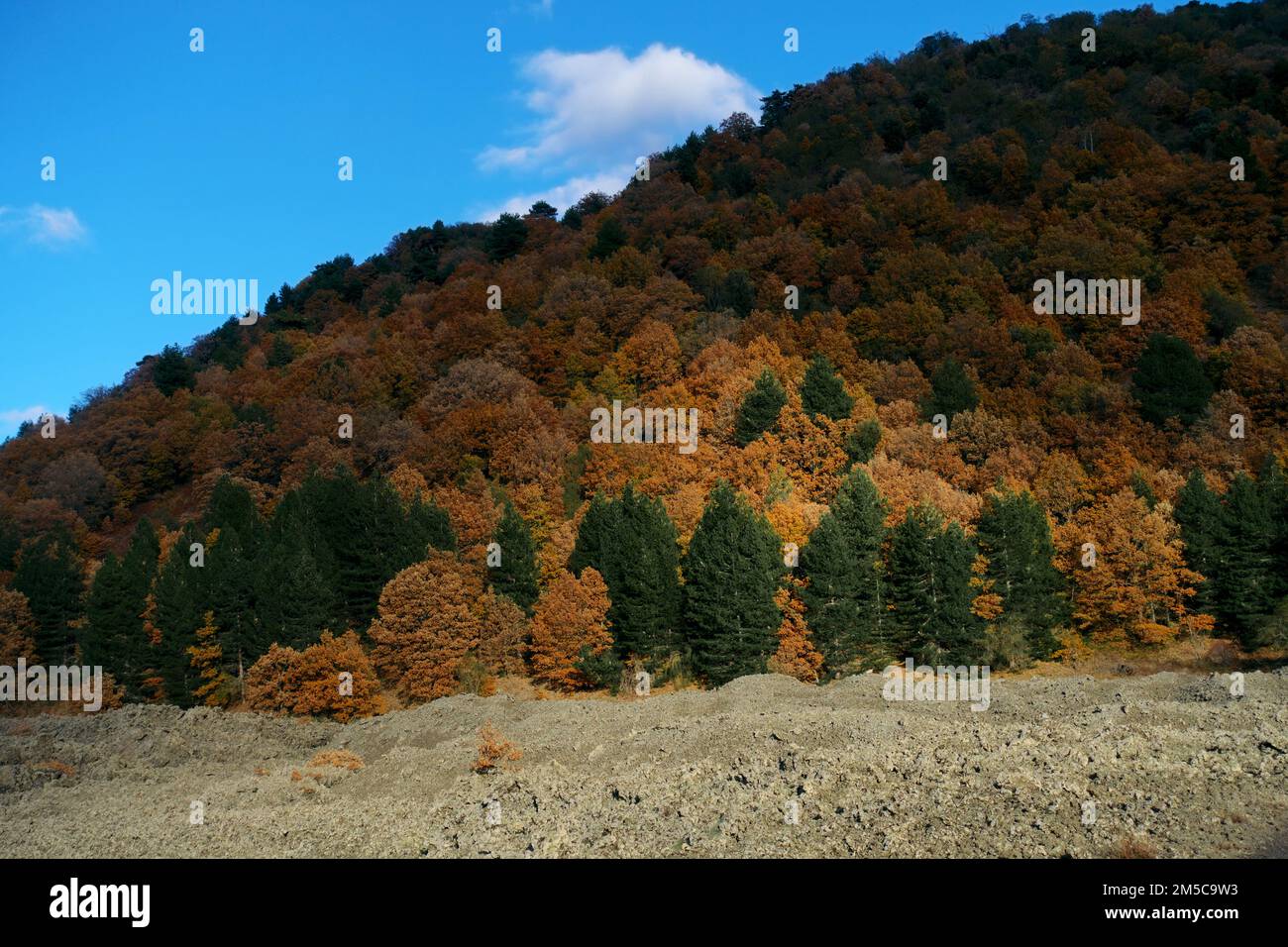 Autunno legno misto di alberi decidui e sempreverdi in Sicilia, Parco dell'Etna, Italia Foto Stock