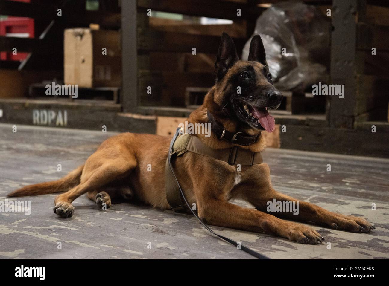 STATI UNITI Air Force Military Working Dog Chicco assegnato alle 673d forze di sicurezza Squadron riposa mentre cerca un magazzino per la formazione di rilevamento alla base congiunta Elmendorf-Richardson, Alaska, 1 marzo 2022. Il modello 673d SFS si allena regolarmente con i team MWD in ambienti diversi per garantire che siano pronti a rispondere alle emergenze. Gli MWG sono addestrati per rilevare varie sostanze, nonché per scoraggiare le minacce all'installazione e negli ambienti implementati. Foto Stock