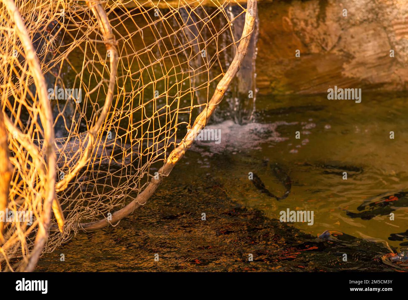 Un primo piano di una rete di pesca trota nuoto in uno stagno Foto Stock