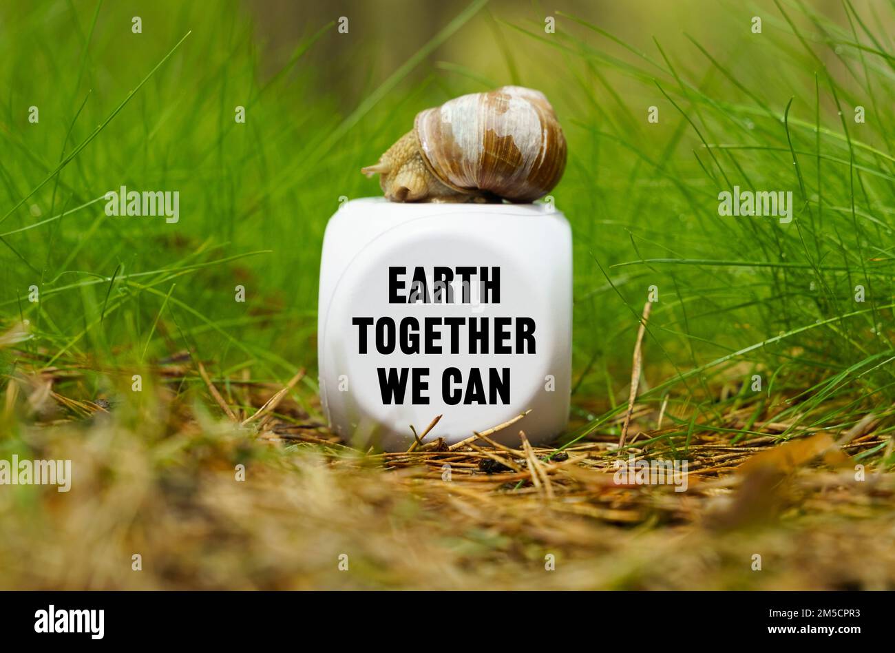 Concetto ecologico. Sull'erba verde c'è un cubo bianco con una lumaca, sul cubo c'è un'iscrizione - Terra insieme possiamo Foto Stock