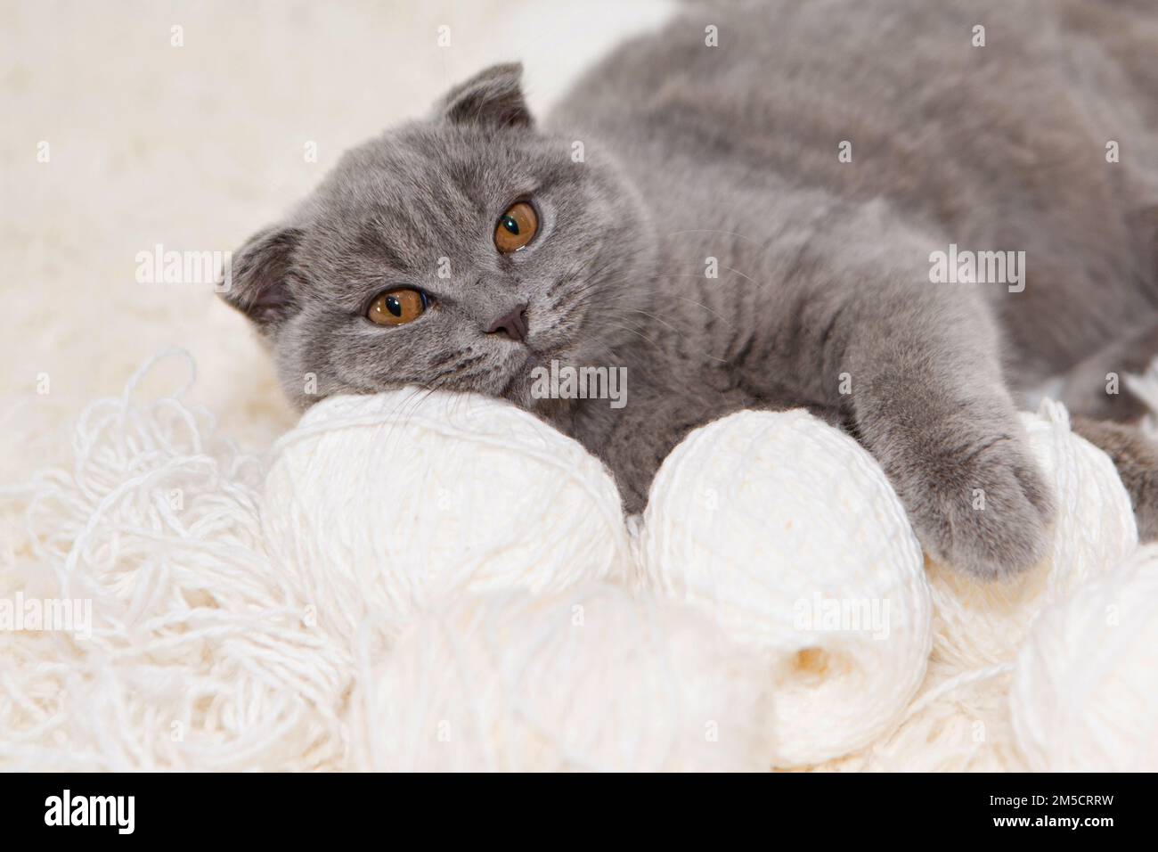 Un gatto grigio gioca con una palla bianca di lana su un soffice tappeto. Gattino felice ama accarezzare la mano della donna. shorthair britannico. Cat per nastri pubblicitari. Simpaticissimo primo piano per gli animali domestici. Foto di alta qualità Foto Stock