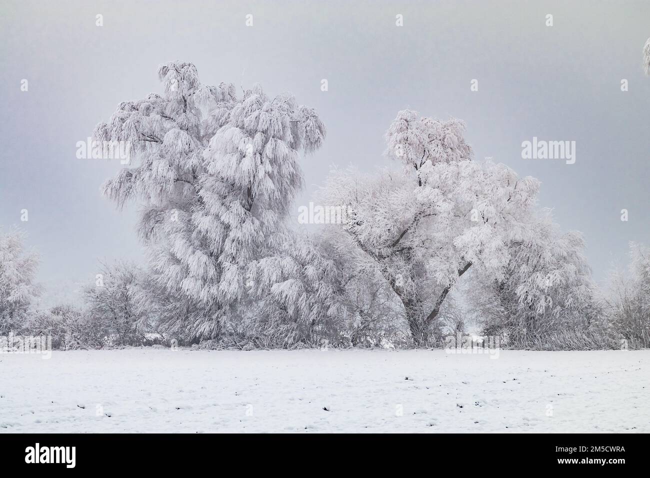 Un gruppo di alberi in campagna con neve in inverno sono completamente ghiacciati Foto Stock