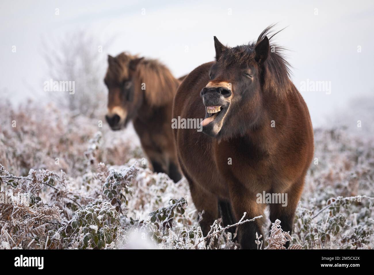 Questo piccolo e comico pony Exmoor (Equus caballus) apre la bocca e mostra la sua toungue e i suoi denti quando si scuote la testa. Preso a Cothelstone Hill, Quantocks, Somerset Ovest Foto Stock