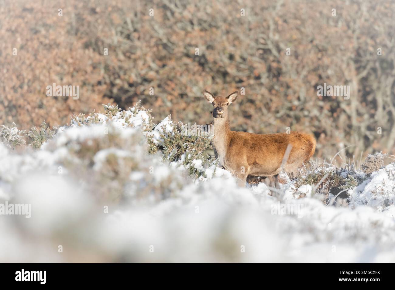 Sui Quantocks nel Somerset occidentale questo cervo rosso femminile (Cervus elaphus) fissa mentre cammina attraverso la gola innevata sulla brughiera Foto Stock