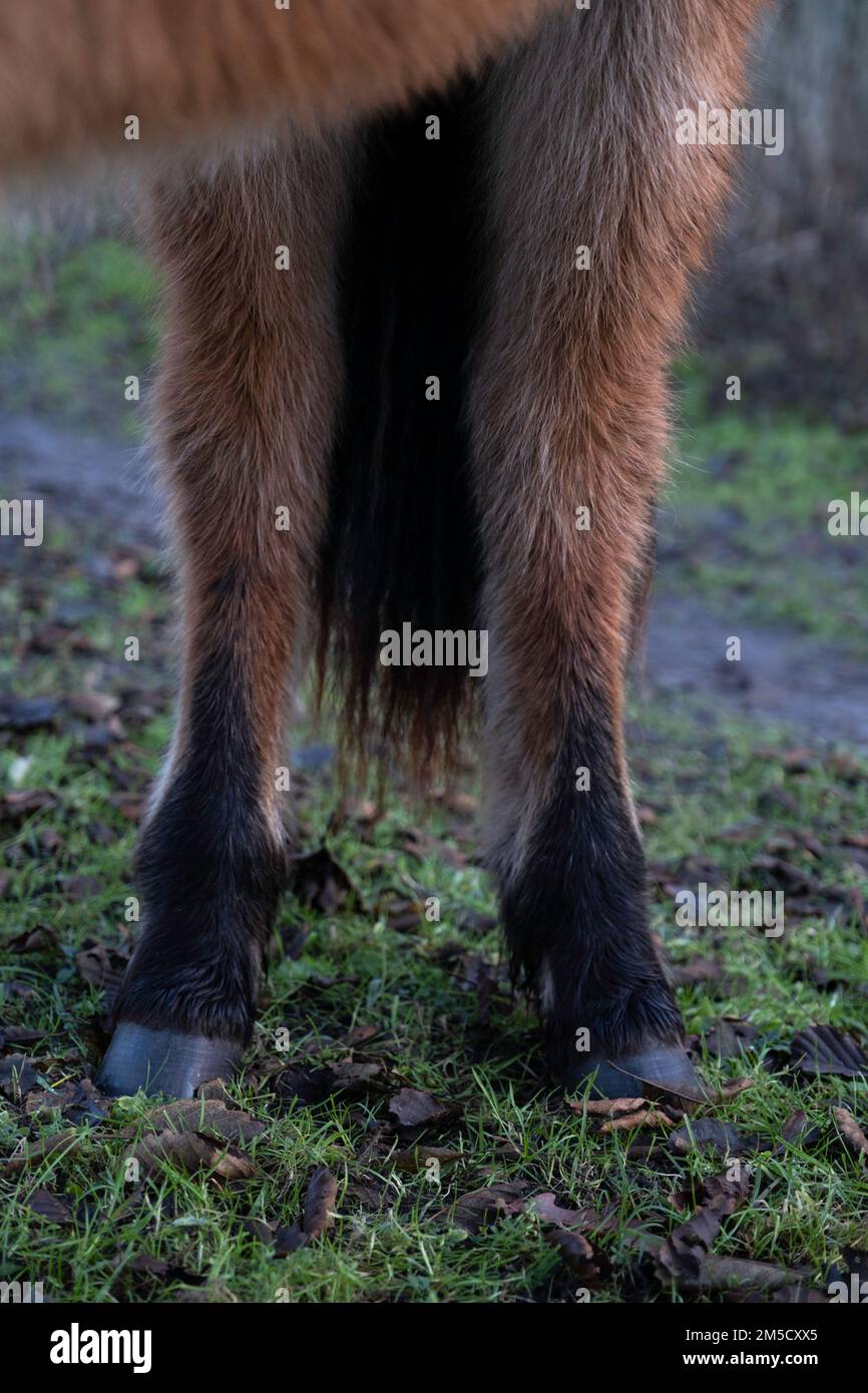 Vista verso la parte anteriore di entrambe le gambe posteriori di un cavallo marrone o pony con piedi inferiori neri e zoccoli Foto Stock