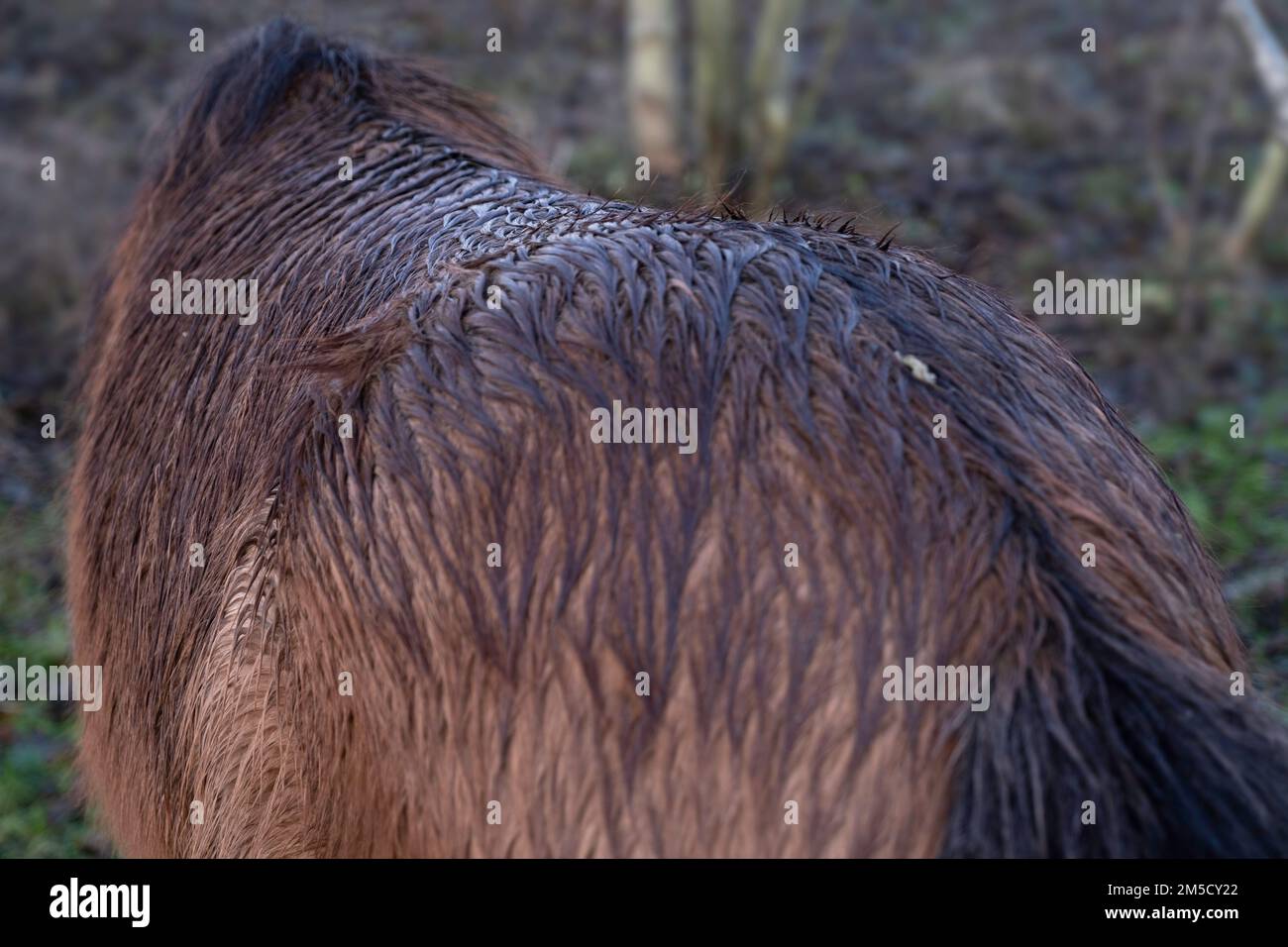 Retro di un pony marrone, visto da dietro. Concentratevi sulla parte centrale della parte posteriore in alto con un bellissimo motivo di capelli ricci bagnati. Profondità di campo ridotta Foto Stock