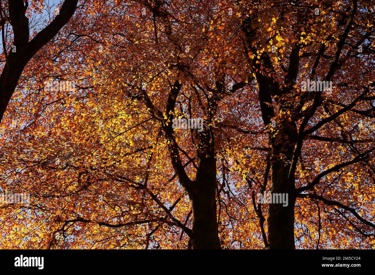 Foto paesaggistica di alti alberi di faggio con foglie di colore autunnale e al sole mattutino, Regno Unito Foto Stock