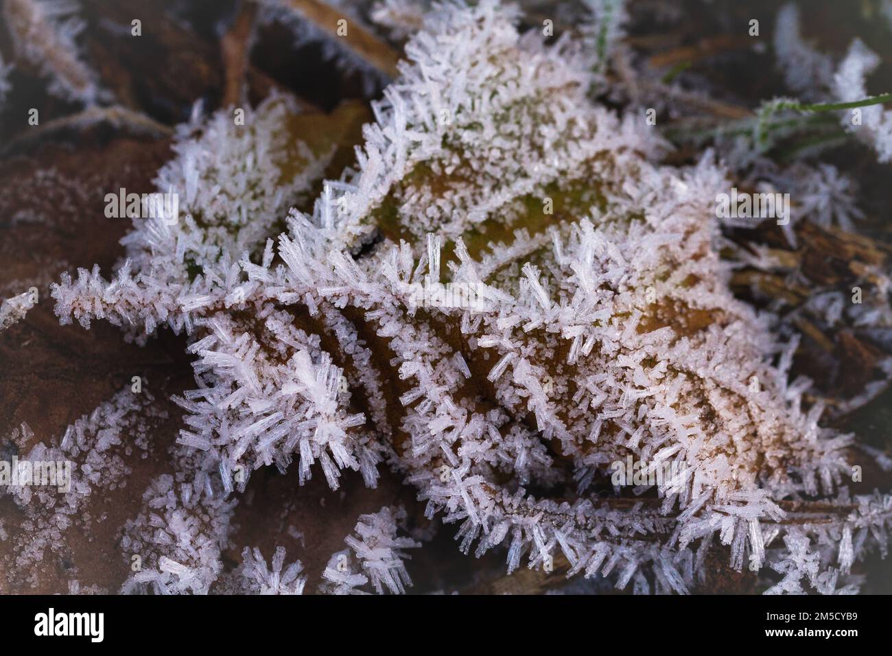 Il gelo cristallino si forma con aghi ghiacciati su una foglia caduta a Bossington, Exmoor, West Somerset Foto Stock